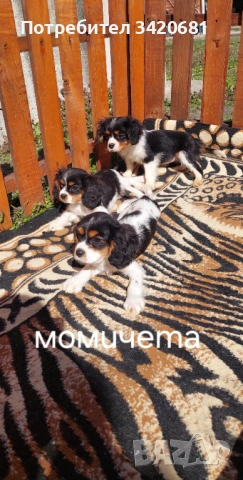 Кавалер кинг чарлз шпаньол , снимка 4 - Кавалер кинг чарлз шпаньол - 53783546