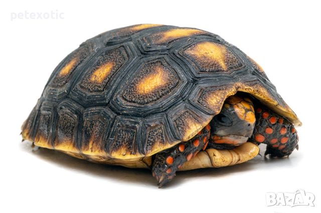 Червенокрака Костенурка Карбонария Голяма - Red-footed tortoise, Chelonoidis carbonarius, снимка 9 - Костенурки - 46455386