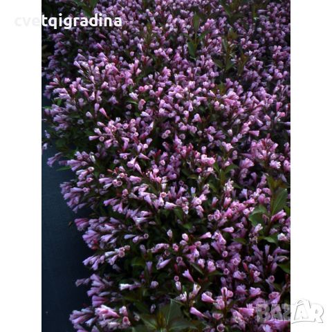 Вейгела Weigela florida 'Victoria', снимка 1 - Градински цветя и растения - 45842604