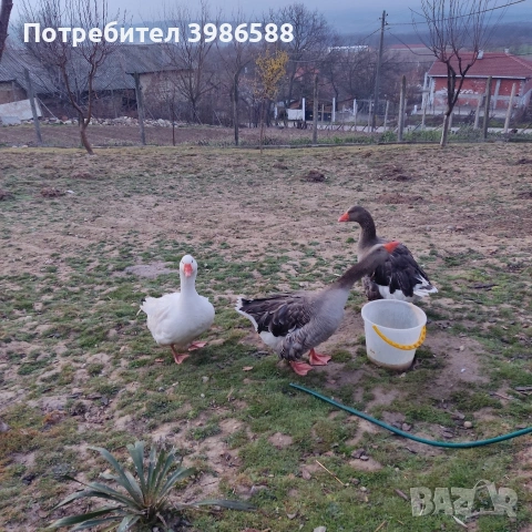 Яйца от гъски 10 бр., снимка 5 - Патици и гъски - 53864807