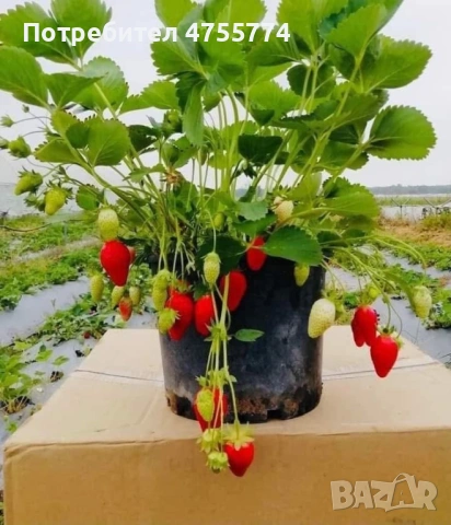 Разсад Ягоди и Малини, снимка 5 - Разсади - 53744119