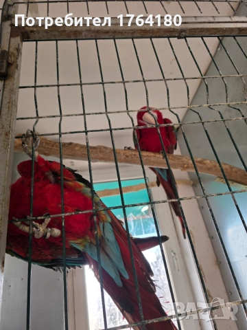 Три двойки папагали ара , снимка 5 - Папагали - 52920223