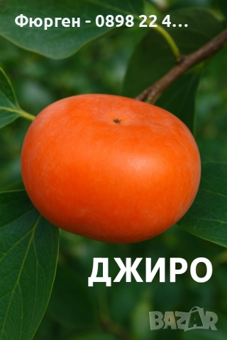  Райска ябълка Налични 4 сорта, снимка 4 - Разсади - 47807213