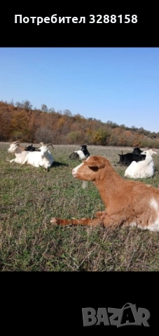 Ярета продавам 