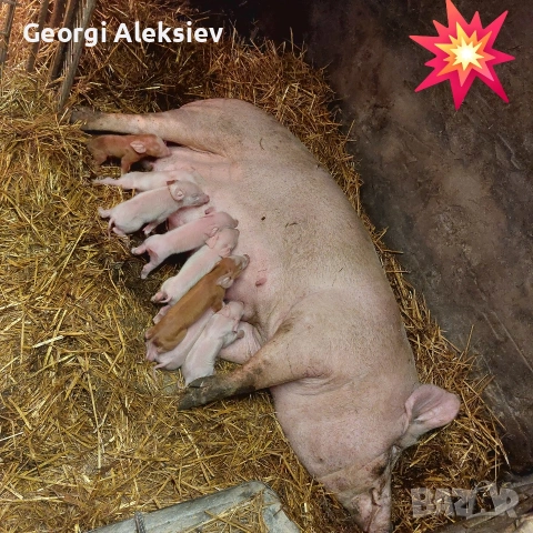 3 свине майки на първо прасило. , снимка 9 - Прасета - 53753100