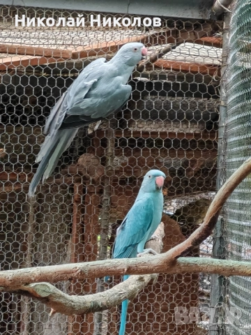 Малки александри, снимка 3 - Папагали - 51972524