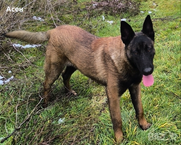 Белгийска овчарка Малиноа на 8 месеца 