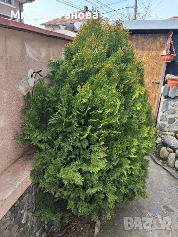  Туя два броя , снимка 2 - Градински цветя и растения - 53692632