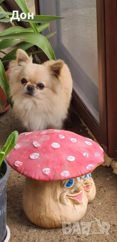 Мъжко 🩵 Чихуахуа търси своите дами🐾💓, снимка 12 - Чихуахуа - 53211220