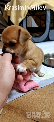 малко момченце мини чихуа, снимка 12 - Чихуахуа - 52515787