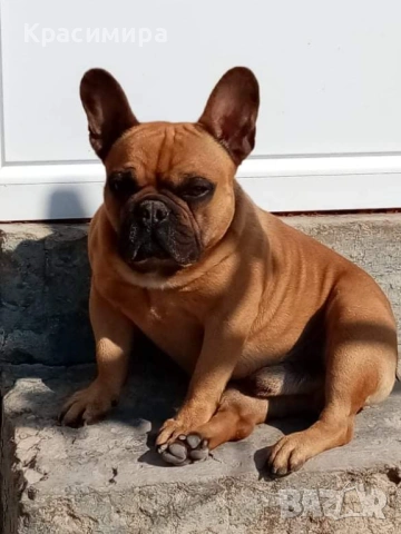 Френски булдочета, снимка 5 - Френски булдог - 53478634
