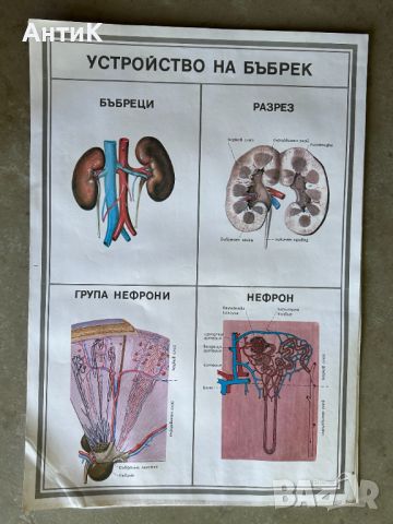 Учебни Медицински Плакати Постери, снимка 8 - Антикварни и старинни предмети - 46269420