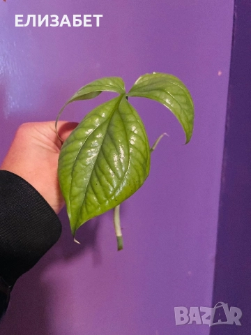 Резник monstera silver