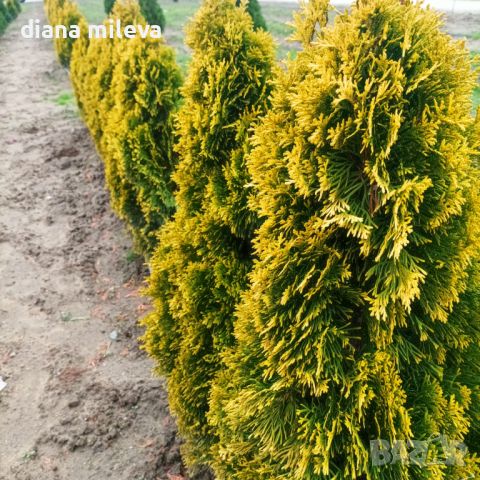 Туя Златен Смарагд, Thuja Occidentalis Golden Smaragd, снимка 2 - Градински цветя и растения - 37217569