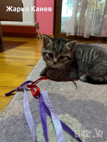 Страхотни  британчета, снимка 7 - Британска късокосместа - 52505141