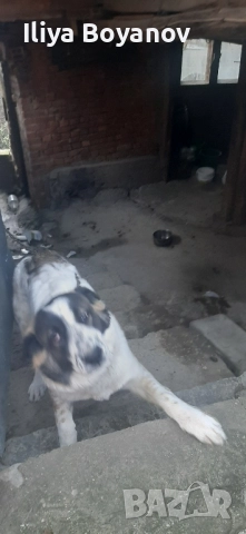 куче алабай, снимка 2 - Алабай - 52422874