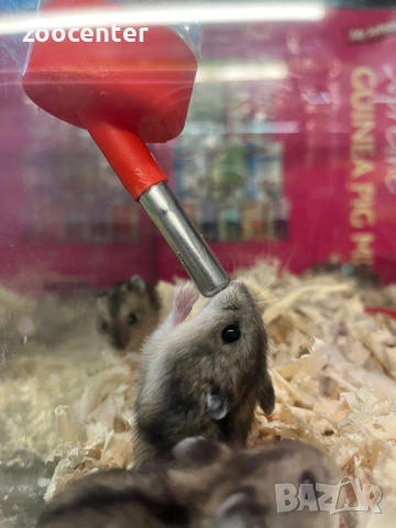 мини хамстер, снимка 4 - Хамстери - 35026602