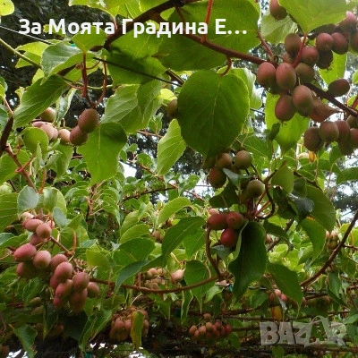 Червено киви , снимка 4 - Градински цветя и растения - 53619308