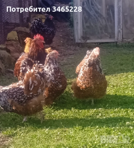 Пиленца Орпингтон , снимка 2 - Кокошки и пуйки - 53653737