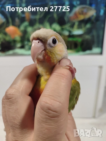 Пирура Молина Ананас , снимка 2 - Папагали - 52628088