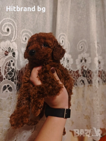 Той Пуделчета 