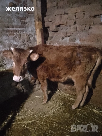 женско теле, снимка 2 - Крави - 53213075