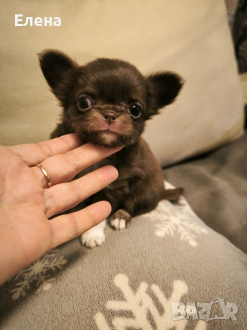 чихуахуа чистокръвно мини момиченце шоко 