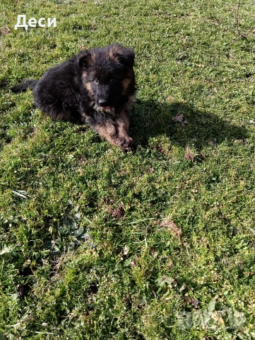 немска овчарка, снимка 3 - Немска овчарка - 53262392