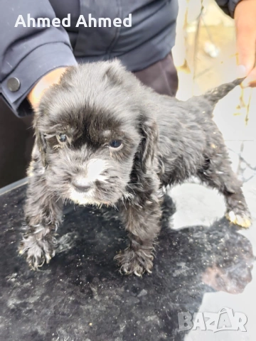 Кокер шпаньол , снимка 6 - Кокер шпаньол - 54116153