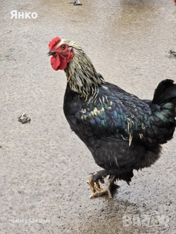 Петли, снимка 9 - Кокошки и пуйки - 52912712