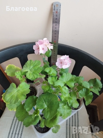 Комплект вкоренени резници Мушкато 5 бр - 5 цвята , снимка 10 - Стайни растения - 46905641