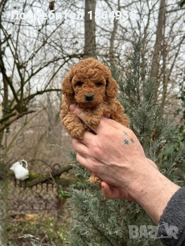 Мини ТОЙ ПУДЕЛ Доставка