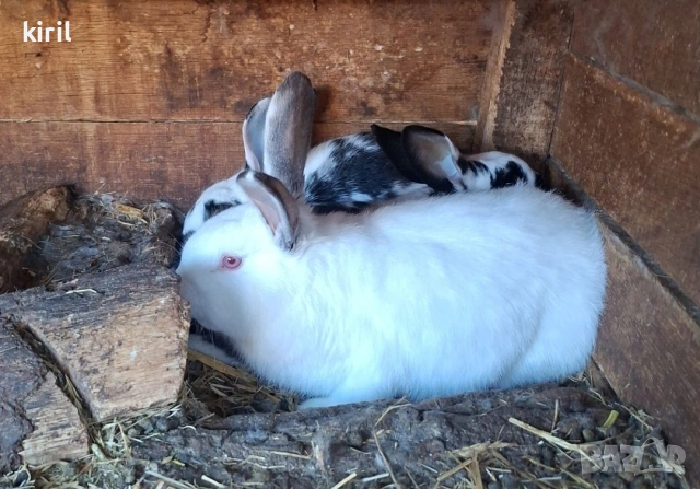 домашни кокошки и зайци , снимка 4 - За птици - 54039367