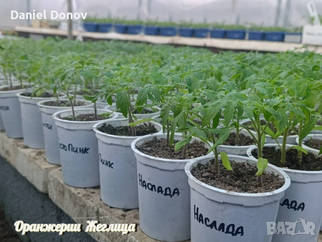 Домат ЧЕРВЕН ГИГАНТ + още над150 сорта домати, снимка 3 - Разсади - 53716352