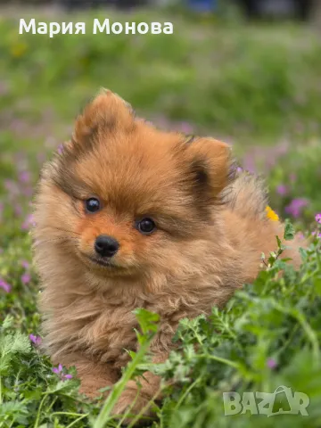 Продава померан момченце, снимка 1