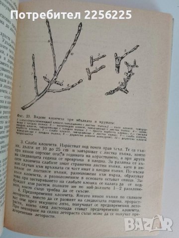 Дворна градина, снимка 2 - Специализирана литература - 51093439