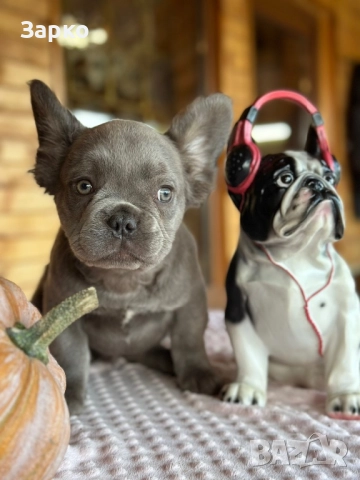 Френски булдог, снимка 8 - Френски булдог - 51228287