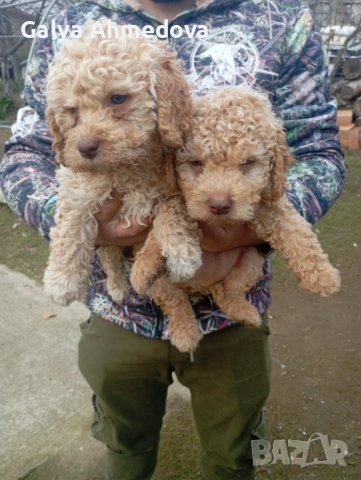 Чисто кръвни лагото романьоло , снимка 4 - Други - 53015613