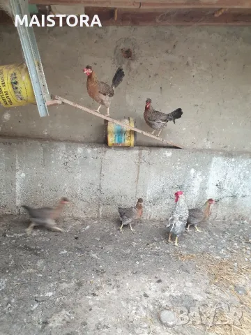 яйца от кокошки Легбар и пекински патици юрдечки, снимка 5 - Кокошки и пуйки - 46476827