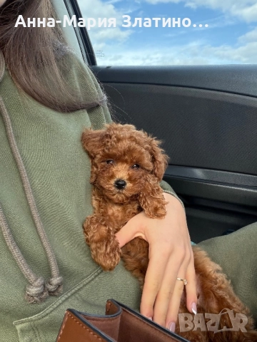 Момченце той пудел, снимка 3 - Пудели - 52571917