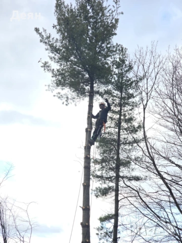 Рязане и кастрене на опасни дървета | Алпийски способ | Арборист, снимка 3 - Други услуги - 53585256
