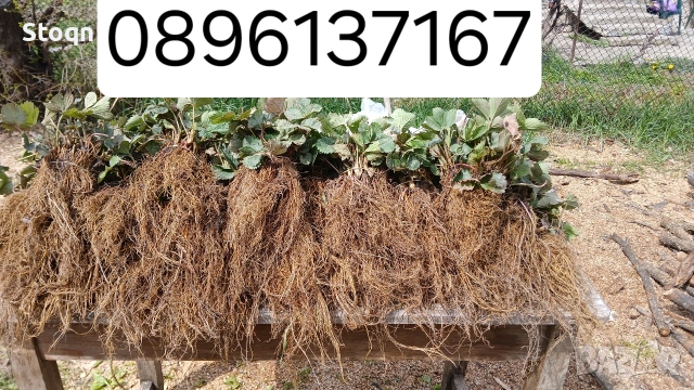 разсад ягоди , снимка 5 - Сортови семена и луковици - 53488609