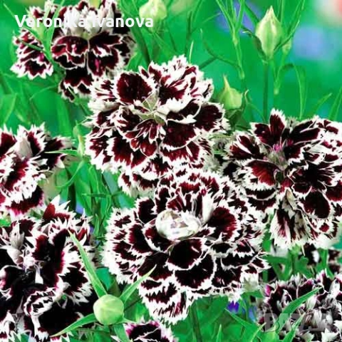 "Черен карамфил", снимка 2 - Разсади - 52227428