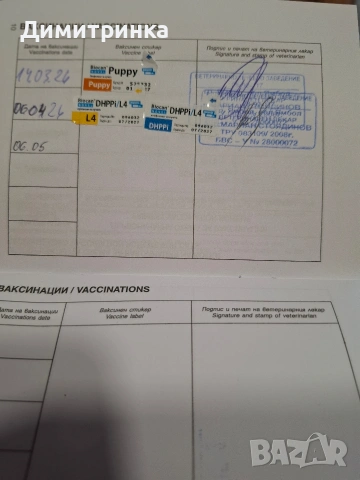 момче,ср.немски шпиц, снимка 6 - Шпиц - 54158472