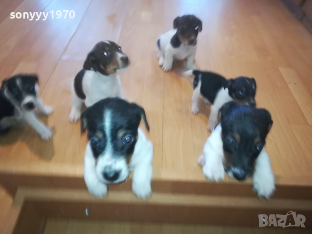 бебета-ДЖАК РЪСЕЛ 40 ДЕНА 3009252022, снимка 3 - Джак ръсел териер - 51895952