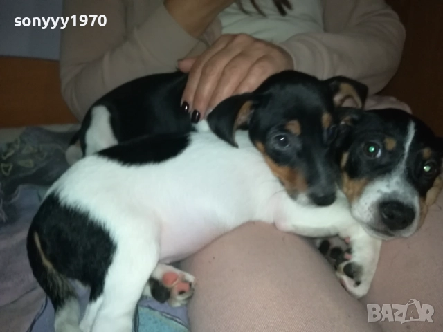 ДЖАК РЪСЕЛ-ЛЯВОТО ОТ СНИМКИТЕ 3110250739, снимка 6 - Джак ръсел териер - 52242197