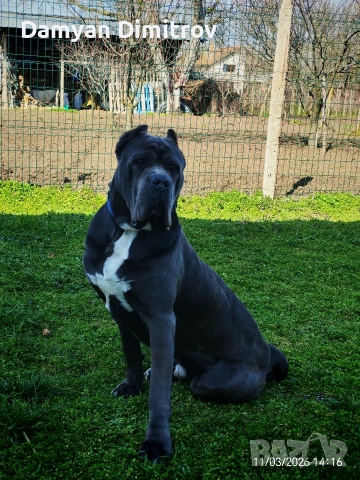 Мъжко Кане корсо за разплод , снимка 2 - Кане корсо - 53841337