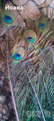 Продавам паунови пера, снимка 4 - Декорация за дома - 51413335