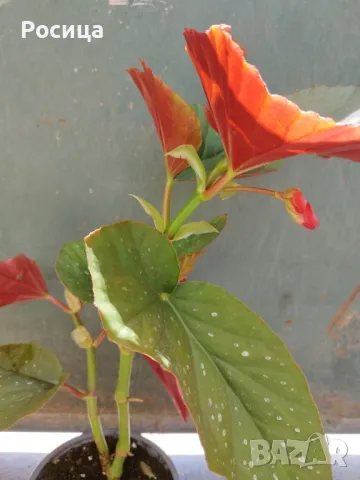 Бегония Тамая