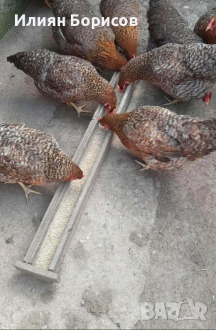 Билефелдер, Амрок и Виендот , снимка 2 - други­ - 53892163